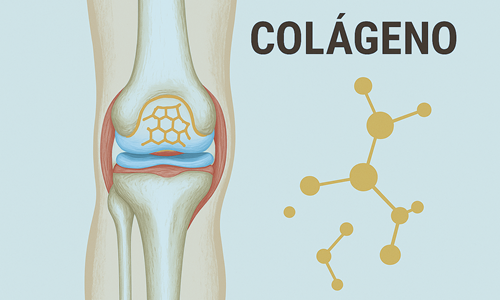 colageno-articulação Colágeno para a saúde das articulações